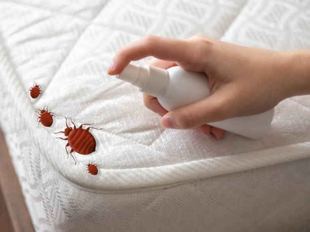 Best Ant Control Services  in Brook Park, OH