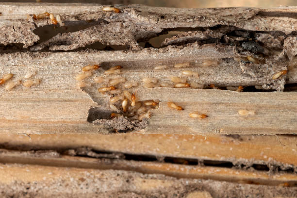 Pest Control for Restaurants in Brook Park, OH